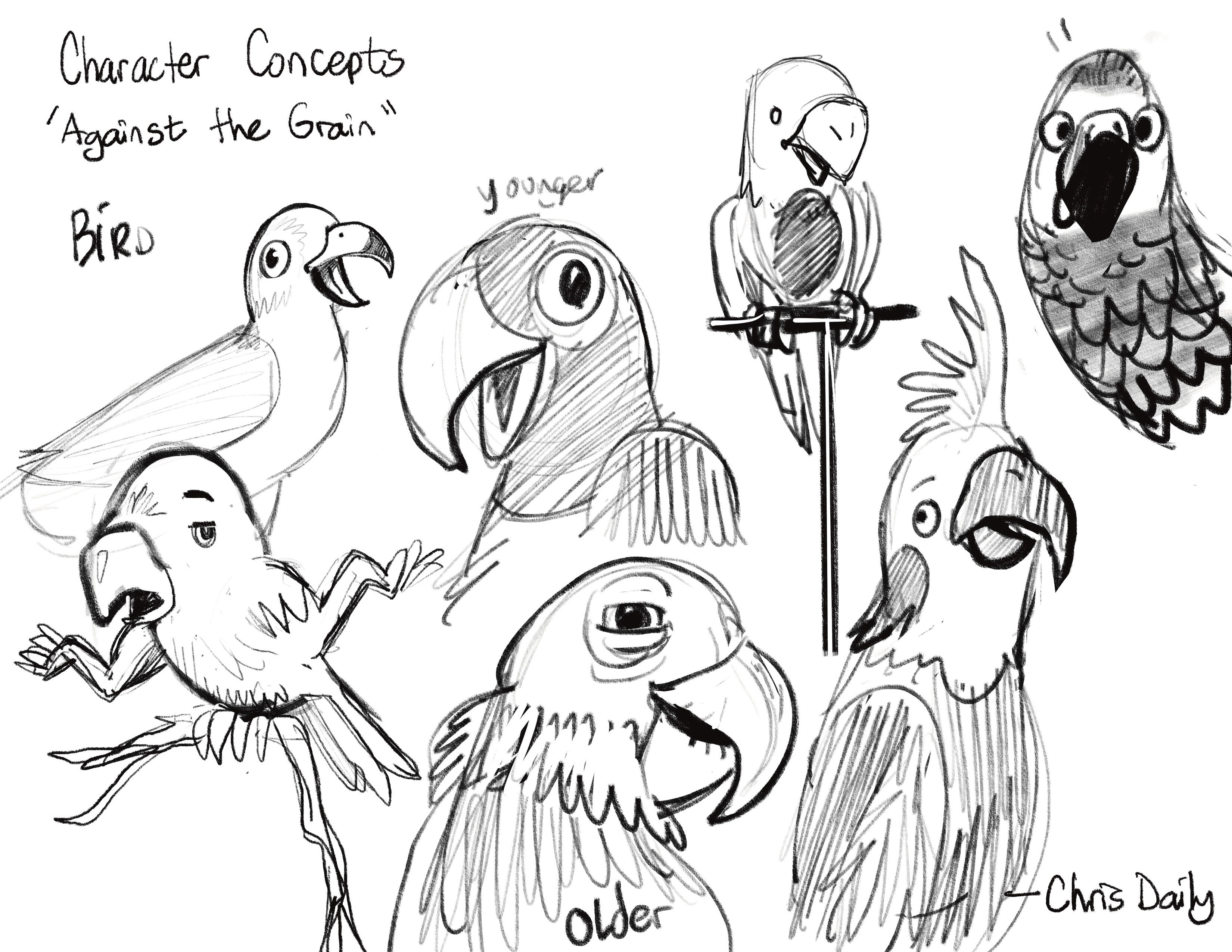 Bird character concepts, younger and older parrot studies